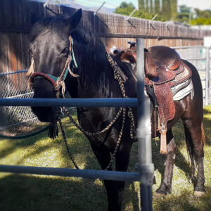 Dusty (mustang horse) 16.9