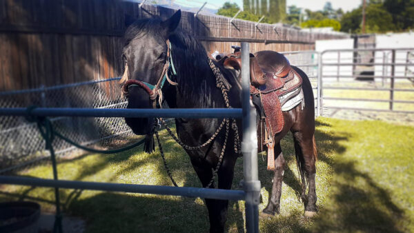 Dusty (mustang horse) 16.9