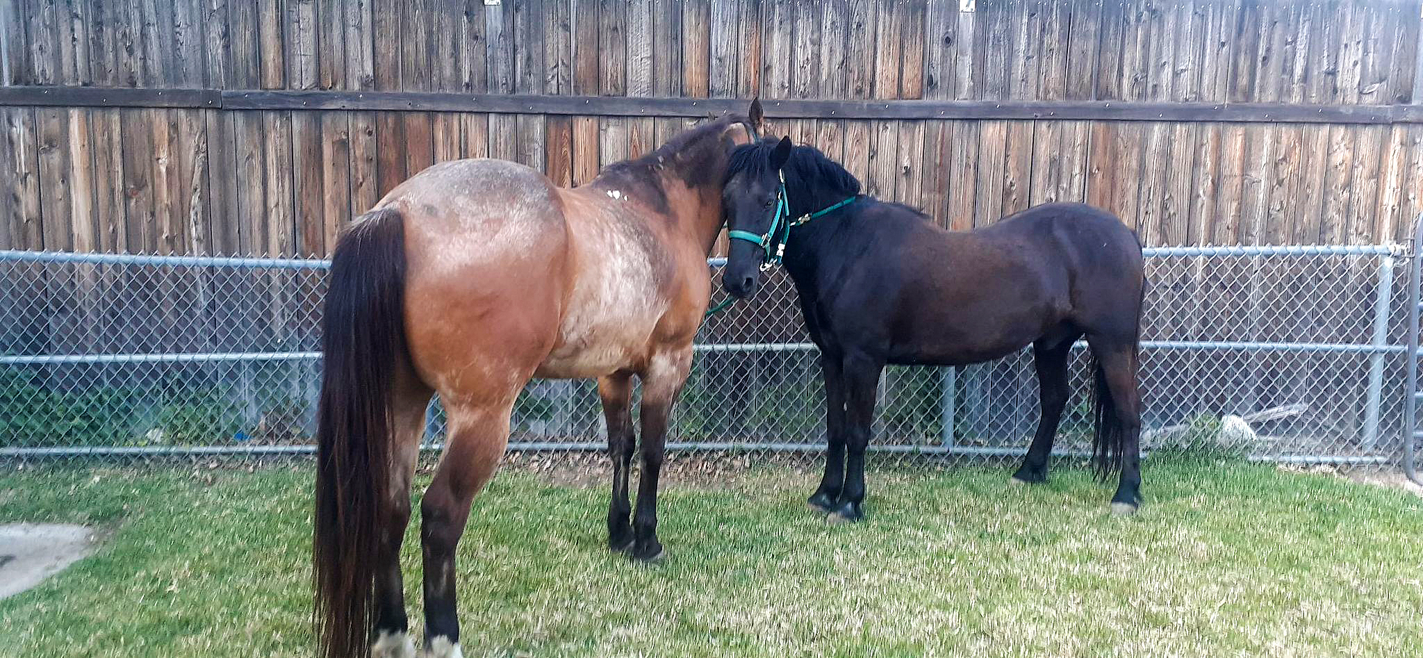 Lobo & Dusty @ Horse Sense for Humans