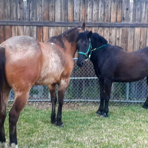 Lobo & Dusty @ Horse Sense for Humans