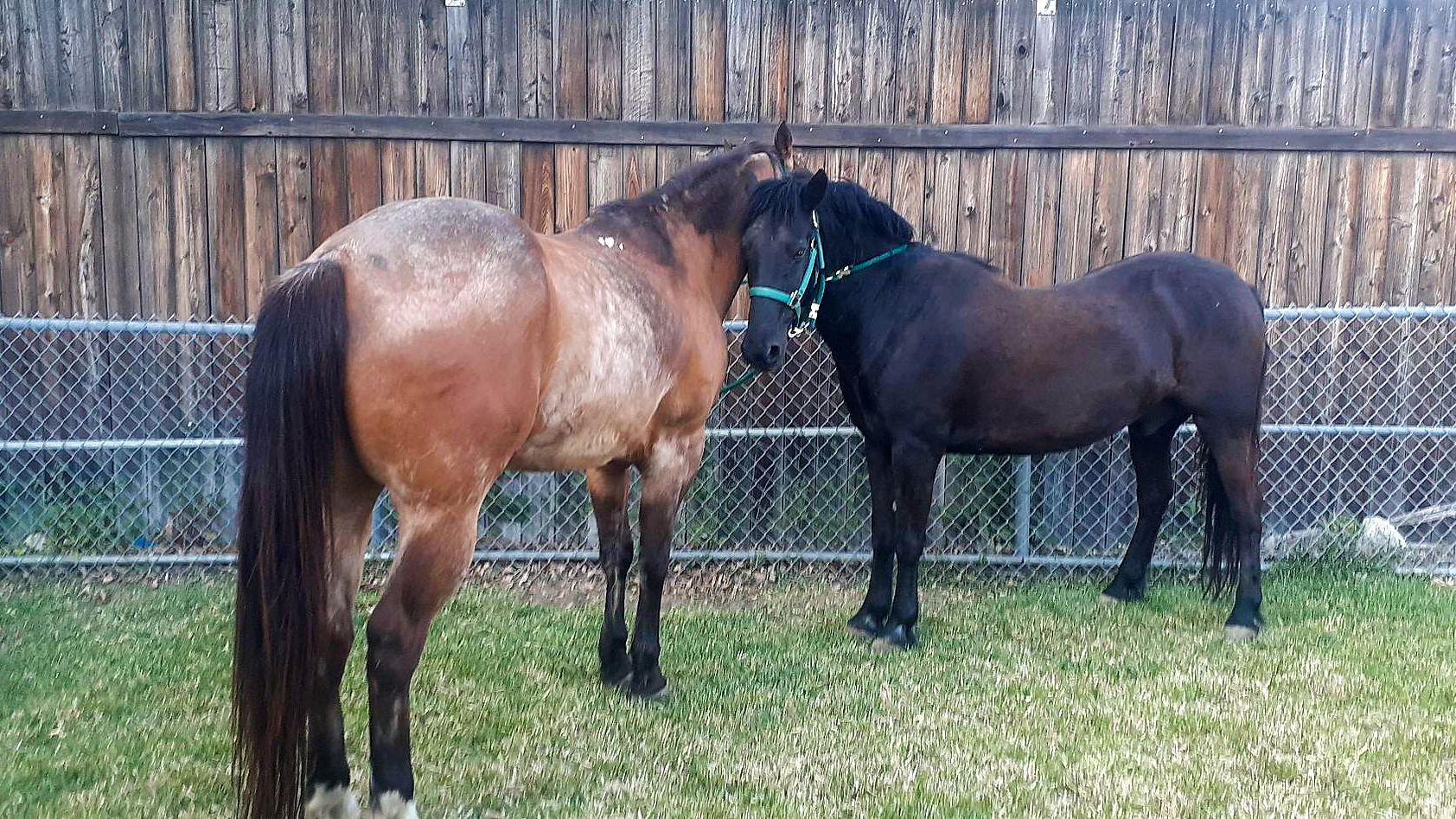 Lobo & Dusty @ Horse Sense for Humans